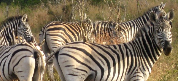 Swaziland Mkhaya Game Reserve - www.spectortravel.com