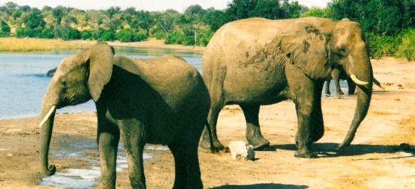 Botswana Safari - www.spectortravel.com