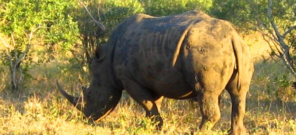 Southern Africa Safari - www.spectortravel.com