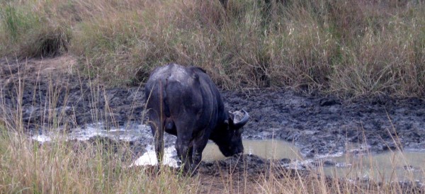 Tanzania Safari - www.spectortravel.com