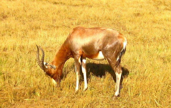 Southern Africa Safari - www.spectortravel.com