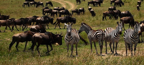 Kenya Safari - www.spectortravel.com