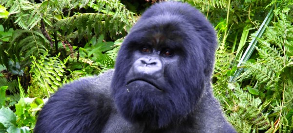 Rwanda Gorilla Safari - www.spectortravel.com
