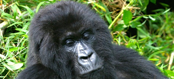Uganda gorilla Trekking - www.spectortravel.com