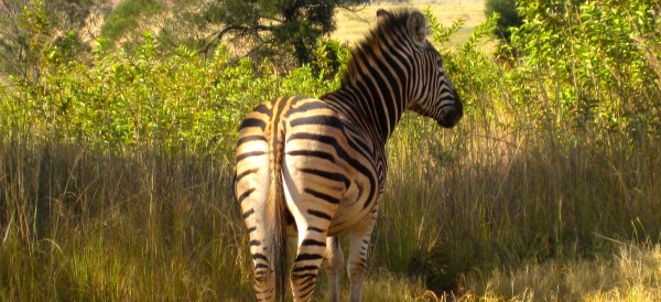 Kenya Luxury Safaris - www.spectortravel.com