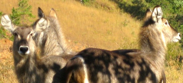 Zambia Safari -www.spectortravel.com